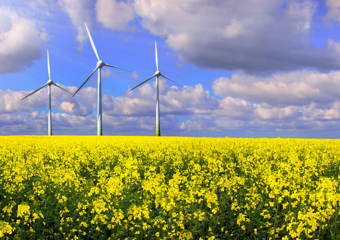 Rapeseed field with wind turbines